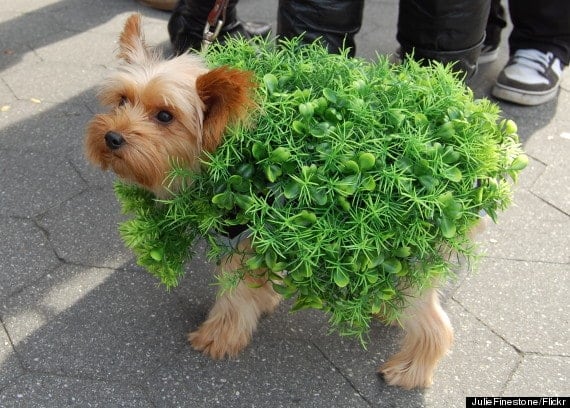 o-dog-chia-pet-570