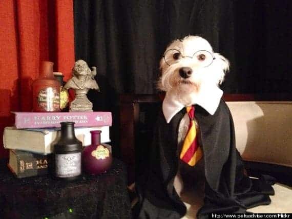 o-harry-potter-dog-570