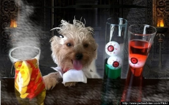 o-scientist-dog-costume-570