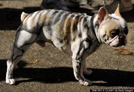 A French Bulldog painted as a Skeleton attends the 22nd Annual Tompkins Square Halloween Dog Parade in New York on October 20, 2012. The parade of masquerading dogs is the largest Halloween Dog Parade in the US. AFP PHOTO / TIMOTHY A. CLARY (Photo credit should read TIMOTHY A. CLARY/AFP/Getty Images)