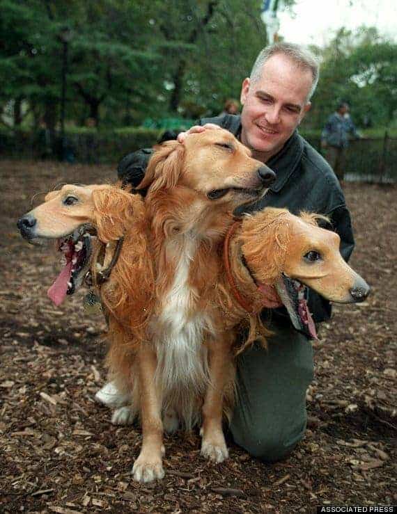 David Arnott pets his Golden Retriver, Askem, dressed as a three headed dog, before the start of the fifth Annual Halloween Costume contest for dogs, Sunday, Oct. 26, 1997, in New York. Askem won first prize, which consisted of 40 pounds of dog food, free grooming and free boarding. (AP Photo/Jennifer S. Altman)