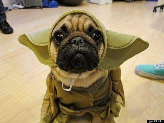o-yoda-dog-570